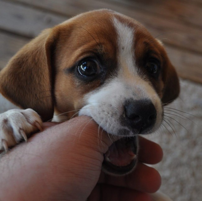 lolfactory:  Got your finger!☆ funny tumblr ☆ funny reblogs
