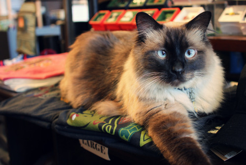 Eddie - Gift Store Shop Cat - Chicago (via Stephanie Barto)