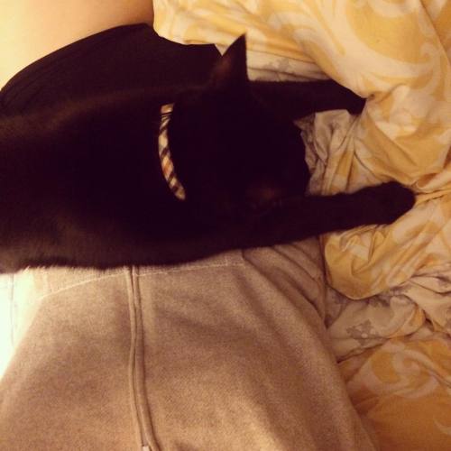 When your cat decides planking across your stomach is the best way to sleep. #blackcatsofinstagram #