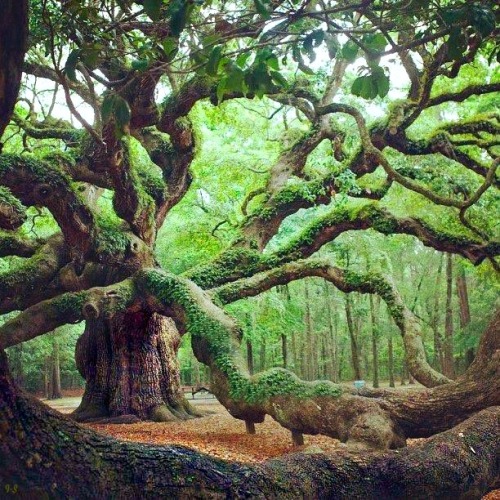 http://indigo—soul.tumblr.com/The beautiful ancient Angel Oak Tree in Angel Oak Park, on Johns Islan