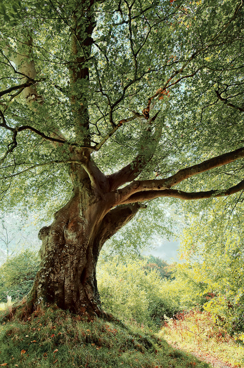 naturespiritheart:Belvoir Tree, Autumn Morning by Gerard1972 (leave credit)