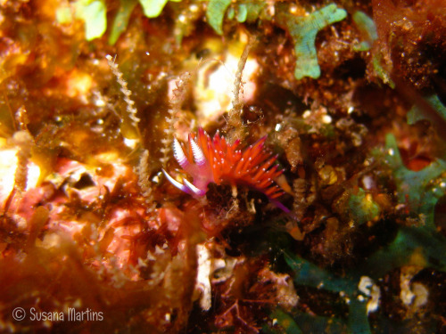 Flabellina ilidioi by Susana Martins.