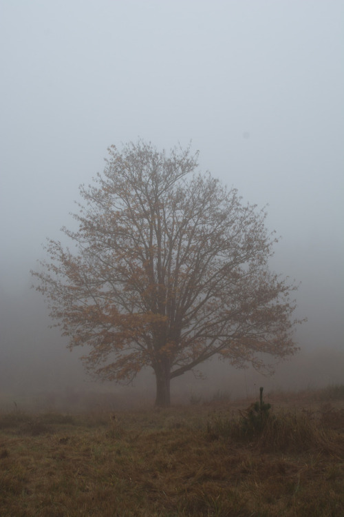 Maple TreePrint Shop