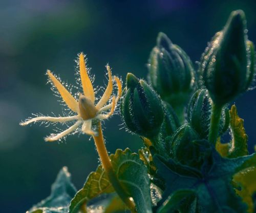 Morning fresh  #hot_macros #macro #macros #macrophotography #macro_champ #macro_vision #macromania #