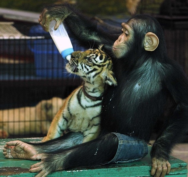 wolverxne:  Chimpanzee bottle feeds Tiger Cubs | Bangkok, Thailand. They are humans'