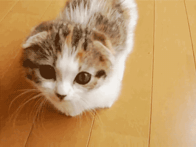 The Signs as Cats.Scorpio.