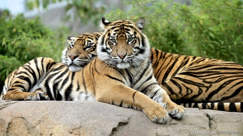 Two of the wonderful but critically endangered Sumatran Tigers at Chester Zoo…