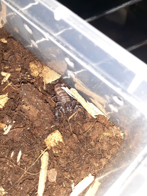 Baby Scorpions Photodump