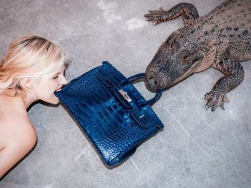 guavai:  Tyler Shields Feeds 贄K Birkin To Alligator 