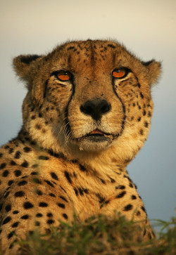 llbwwb:   (via 500px / Cheetah Cheeks by