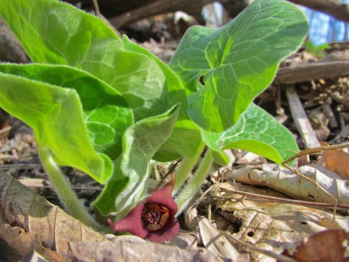 Wild ginger, Asarum canadense, with its funny little flower. In Black Rock woods.