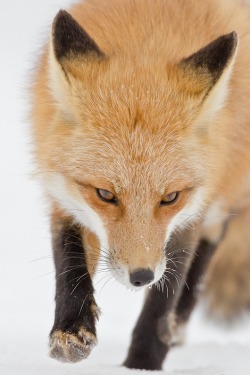 wolverxne:  Red Fox Searching for Food |