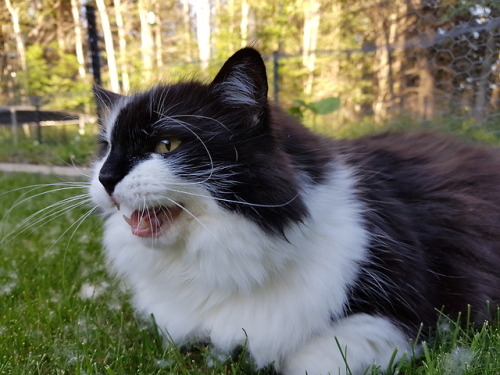 This is Gizmo (black and white) and Squeaker (all black) Mama cats one time, much disliked father&rs