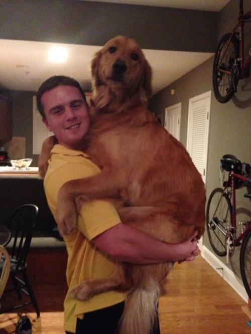 They might be big but they still enjoy a cuddle :)