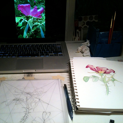 It’s finals week here at SCAD, and my finals are consumed with botanical illustration! Stay tu