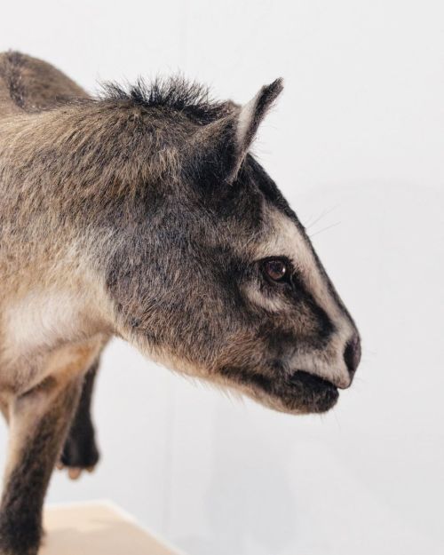 Propaleotherium #propaleotherium #urpferd #urpferde #wildlifeart #horse (at Naturhistorisches Museum