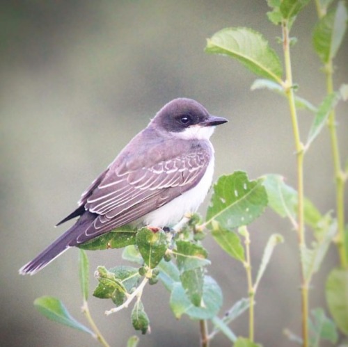 Eastern Kingbird - It’s been a challenge getting out there with my camera while holding a baby at th