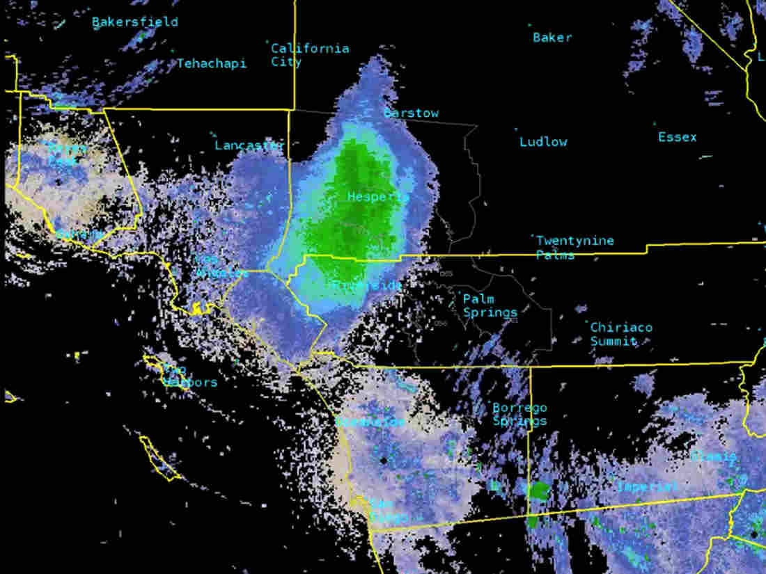 currentsinbiology:  Ladybug Swarm Shows Up On National Weather Service Radar  National