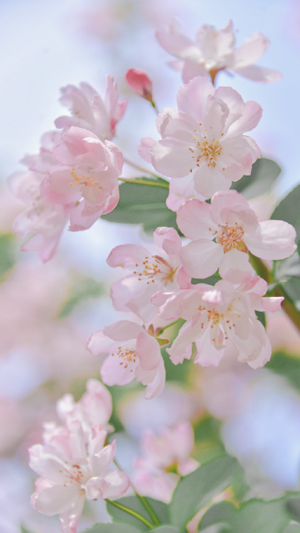 fuckyeahchinesegarden:chinese crab apple flowers (haitang海棠) by 砚冰-Yanbing