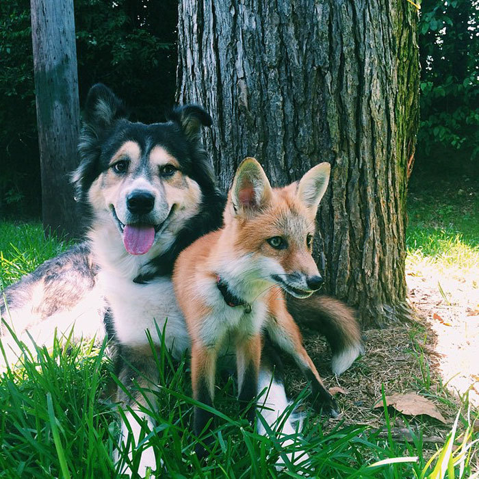 culturenlifestyle:  Pet Fox Becomes Best Friends with Dog Internet famous pet fox