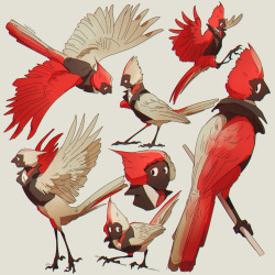 hobermen:  Some drawings of my cardinal harpy