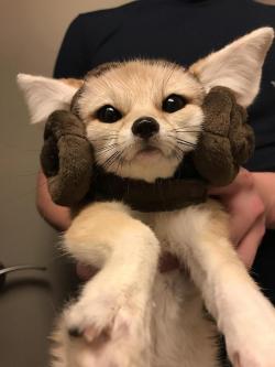 everythingfox:    My gf’s fennec fox in