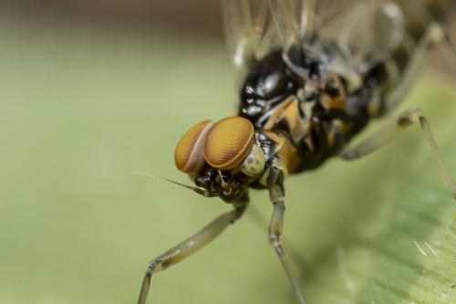 onenicebugperday:Recently emerged lake olive mayfly, Cloeon simile, Baetidae Found in EuropePhotos b