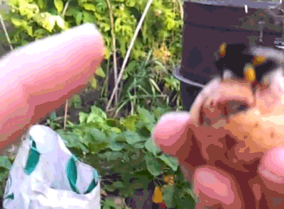 pattymelts:  bee high fiveSource 