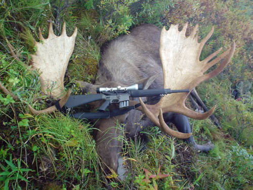 gunrunnerhell:MoosedThis infamous photo first appeared in 2005, with many people questioning how an 