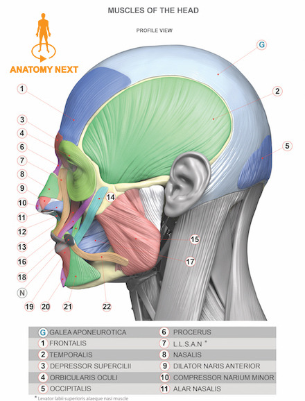 Muscle Head 3d Print Model The Male Muscle 3d Anatomy Next