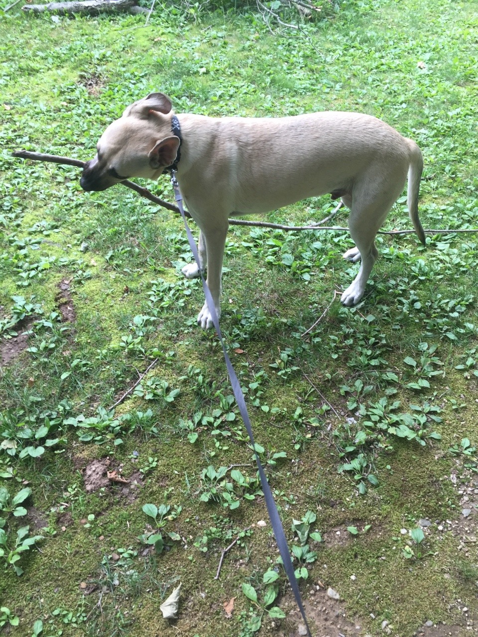 handsomedogs:  He’s only 8 months old. His name is chase