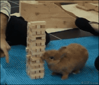 4gifs: Jenga bunny. [video]