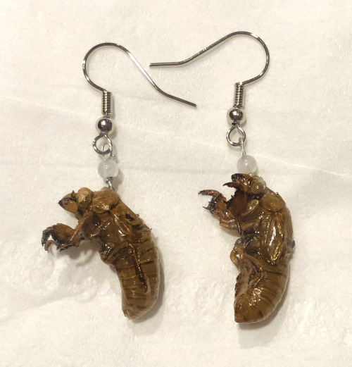 ink-the-artist:Just added these cicada casting earrings to my shop! Come get them here before they s