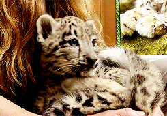 dailyanimals:[x]