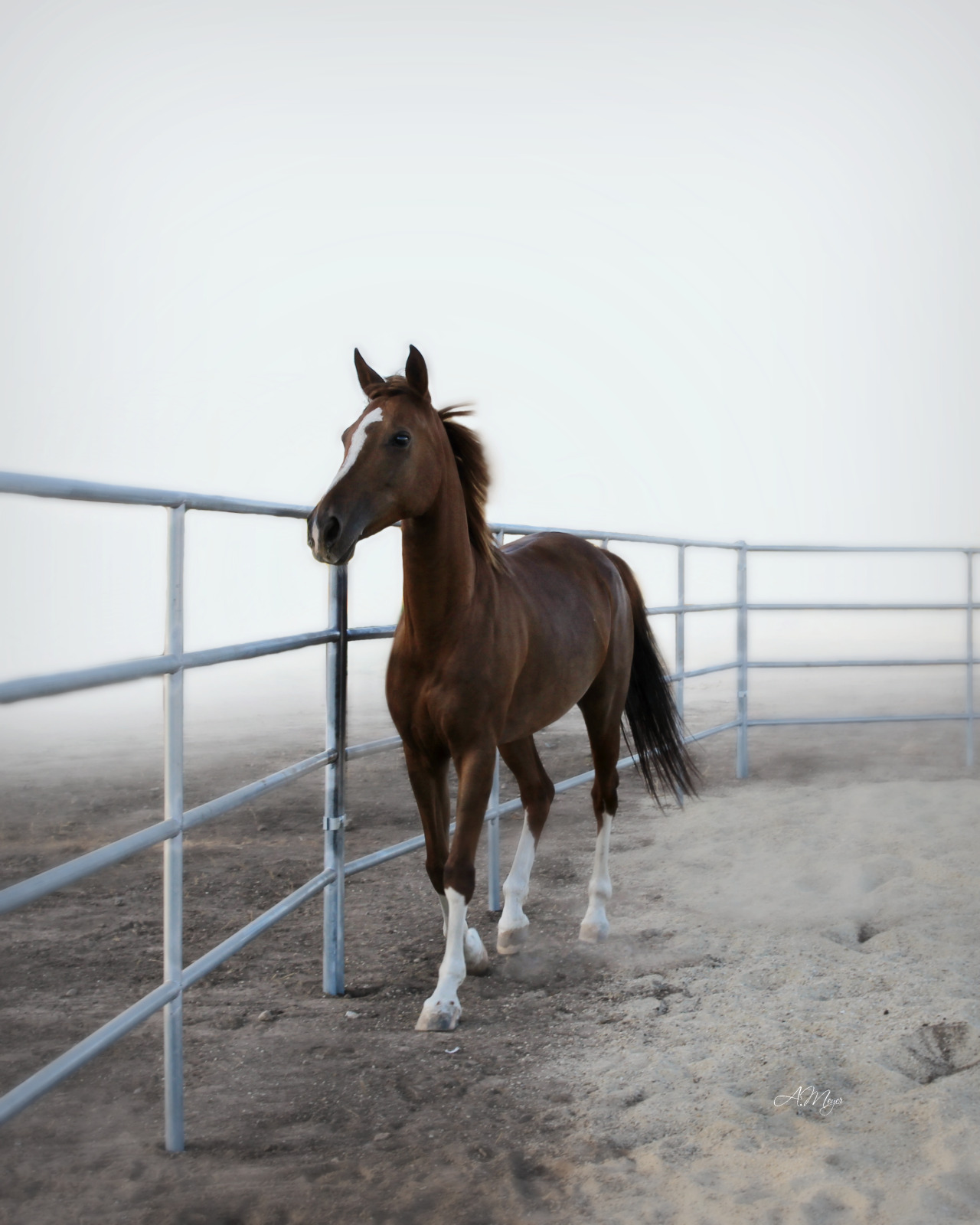 ffoxinsox:  unbranded