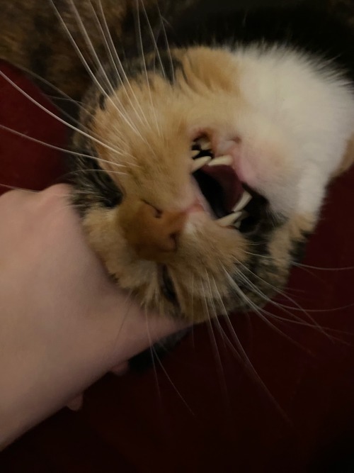 (not A Request) Here's My Cat Biting Me