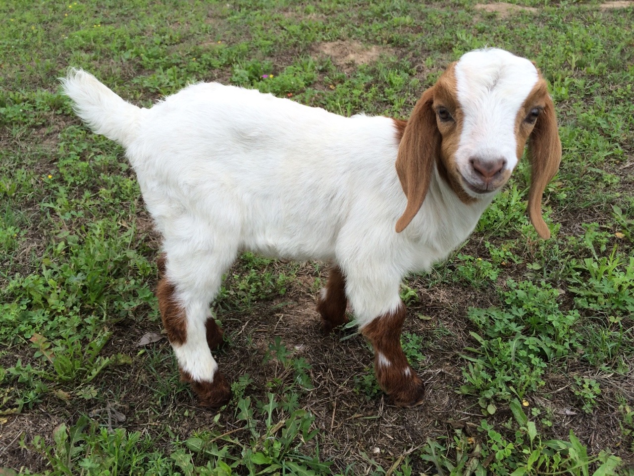 fairy-children:  peanut 💕