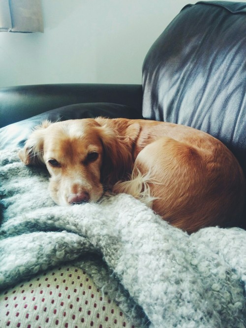 bookprince:It’s a rainy day so this is what my day looks like // reading classics, sleeping wi