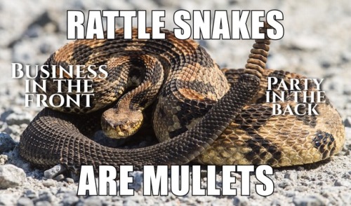 @william-snekspeare Hey friend! Can you draw a rattlesnake that looks very solemn and dignified but