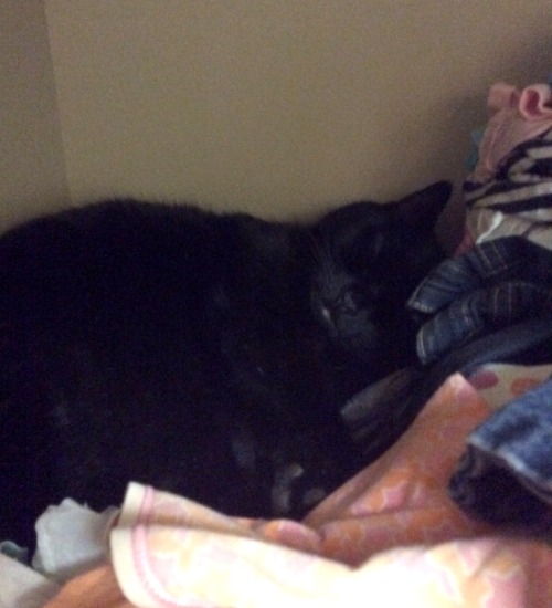 This is Shadow, he loves to sleep in the little corner in the laundry room where all the old clothes