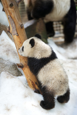 giantpandaphotos:  Xiao Liwu and his mother Bai Yun play in the ‘snow’ at the San Diego Zoo in California, US, on August 29, 2013. The pandas were treated to fresh new snow that had been blown into their enclosures as enrichment, thanks to donors:
