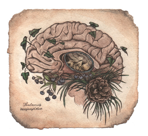 Happy Taurus season! Looking back at some anatomical/botanical drawings I did back in 2018. The orig