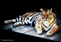 jaws-and-claws:  Velvet Tiger © Laurie Rubin_LAR7082 by laurierubinphotography on Flickr.