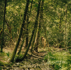 &ldquo;Jungle Fever&rdquo; Melissa Troutt, tiptoeing through the poison ivy.Yay.  Another Porta800 scanned image.I love the softness and intimacy&gt;-jerrysEYES