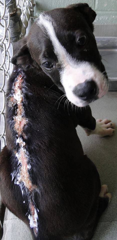 veganfemiatheist:  This Little guy needs your help! Please Reblog to get him seen!