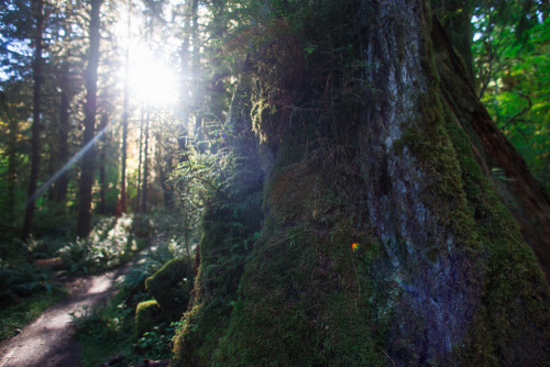 NORTHWEST ADVENTURE: HOH RAINFOREST  We made it to the Hoh Rainforest in Olympic National Park and I