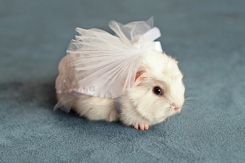 Baby Animal Posts