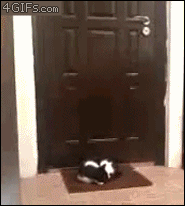 catsdogsgifs:  More Funny GIFs here