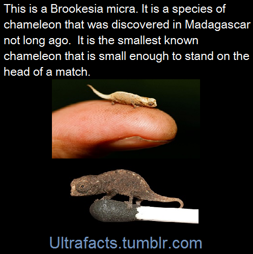 ultrafacts:  (Fact Source) Follow Ultrafacts for more facts 