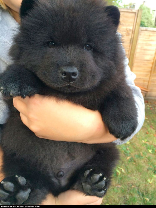 aplacetolovedogs:
“ Fluffy Chow Chow puppy Misiu is the cutest dog in the world!!! You can visit Misiu’s facebook page for more cuteness
Visit our poster store Rover99.com
”